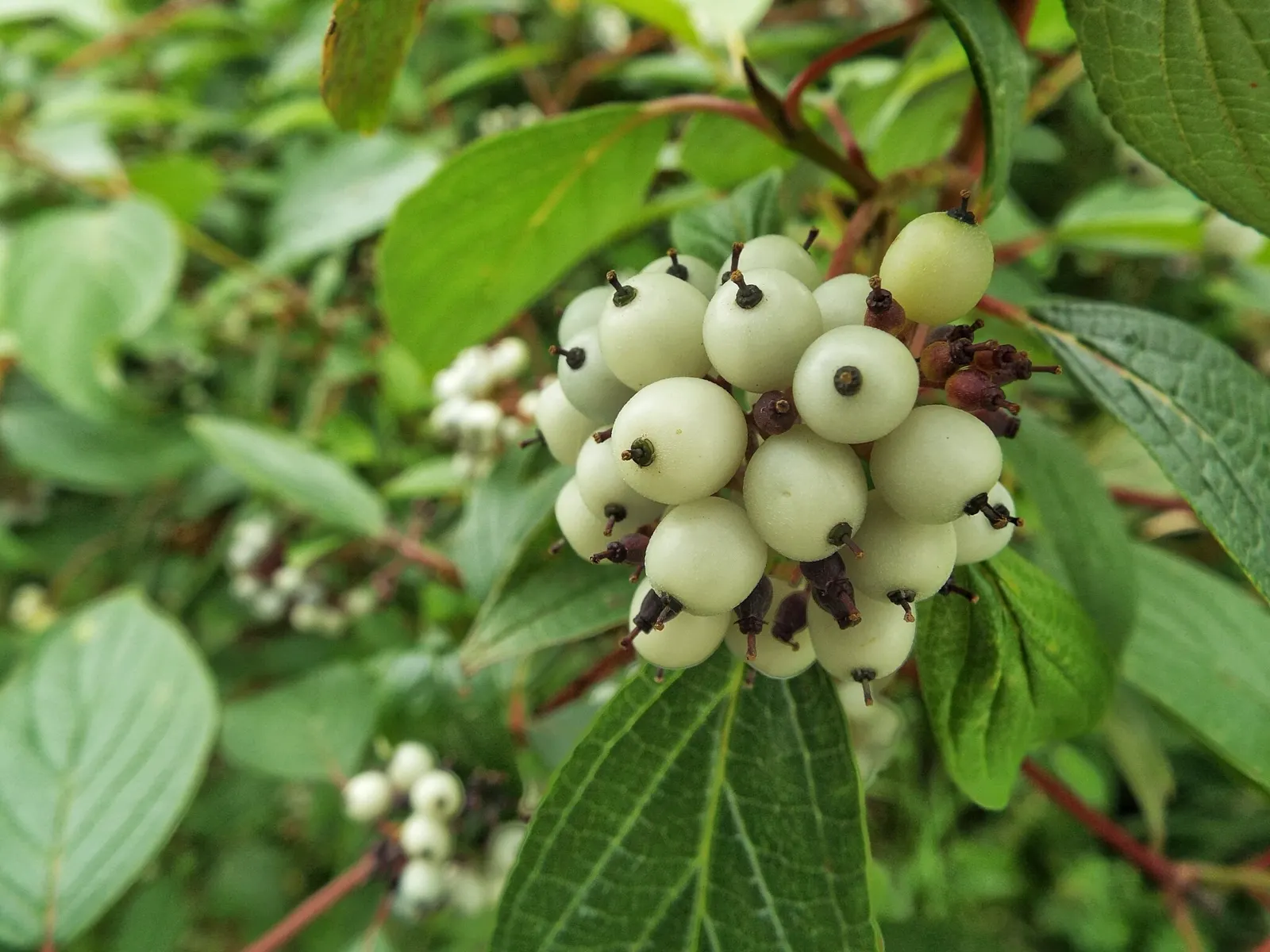 White Baneberry (Actaea Pachypoda) — Its foliage adds texture to shade gardens; actaea pachypoda produces small white flowers on dense, image 58