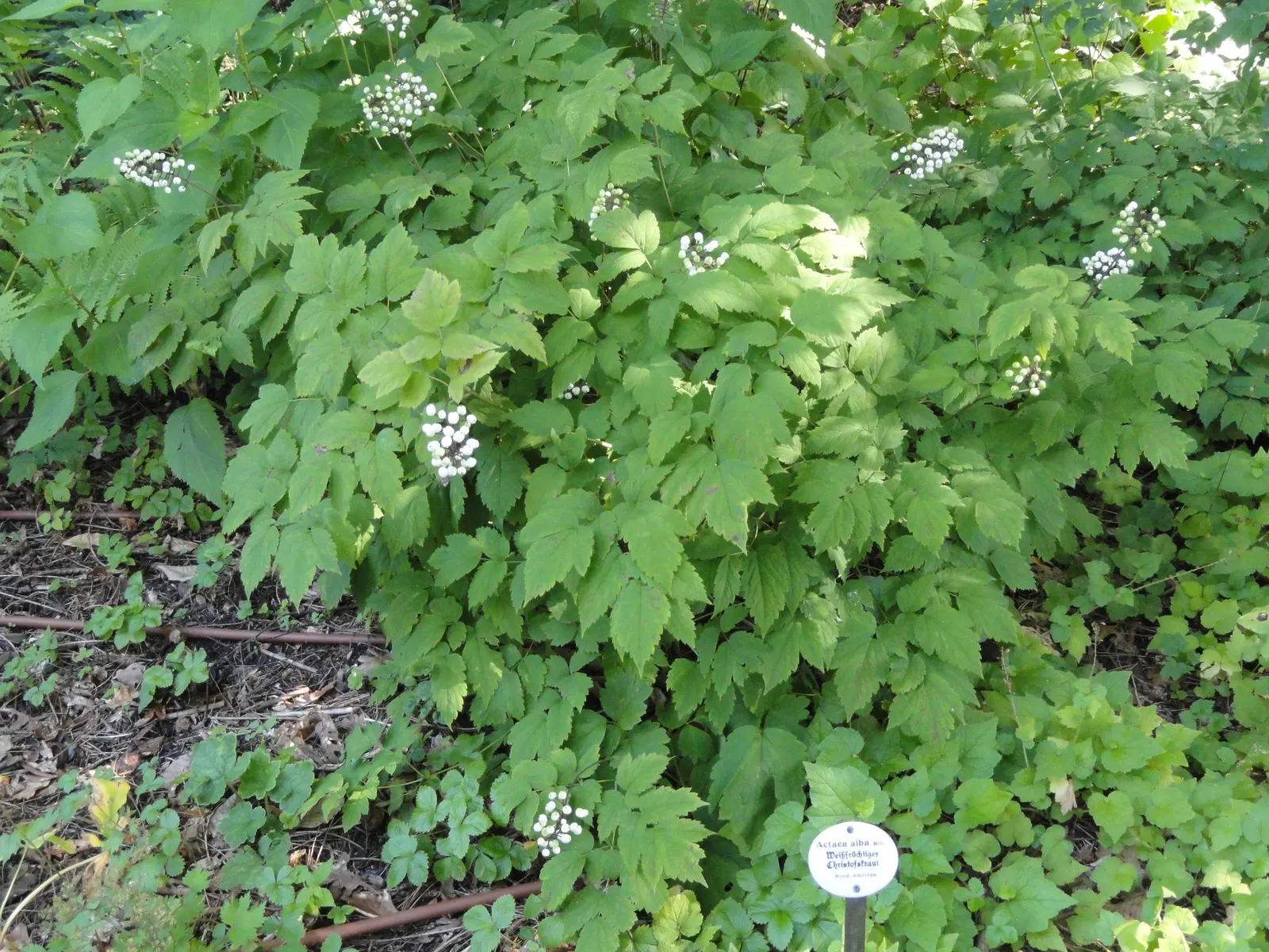 White Baneberry (Actaea Pachypoda) — making it ideal for areas under trees or on the cooler
