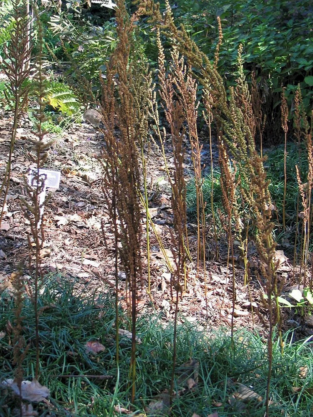 Chinese Astilbe (Astilbe Chinensis 'Pumila') — Its late-summer blooms add color when many others fade