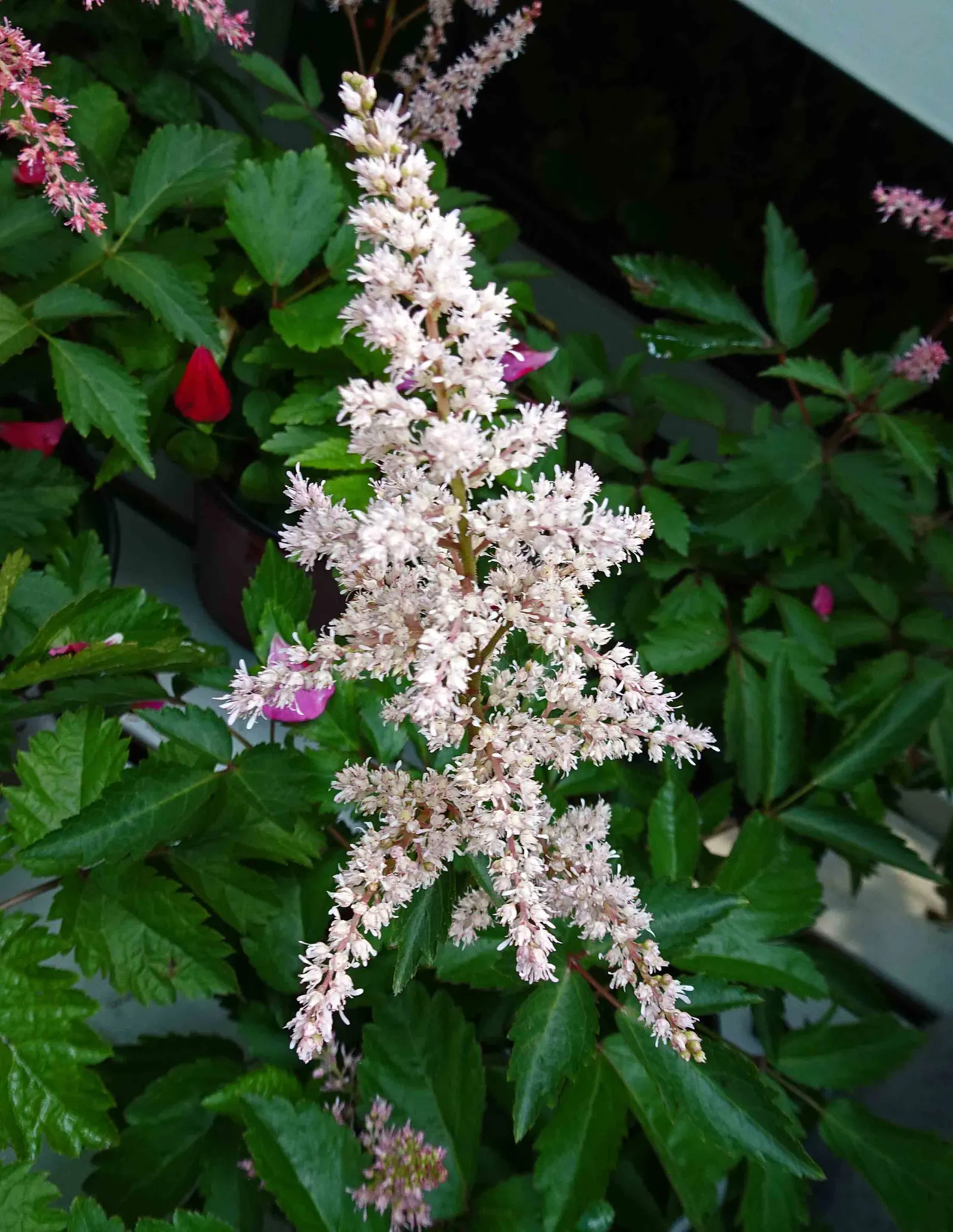 Chinese Astilbe (Astilbe Chinensis 'Pumila') — commonly recognized as Chinese Astilbe