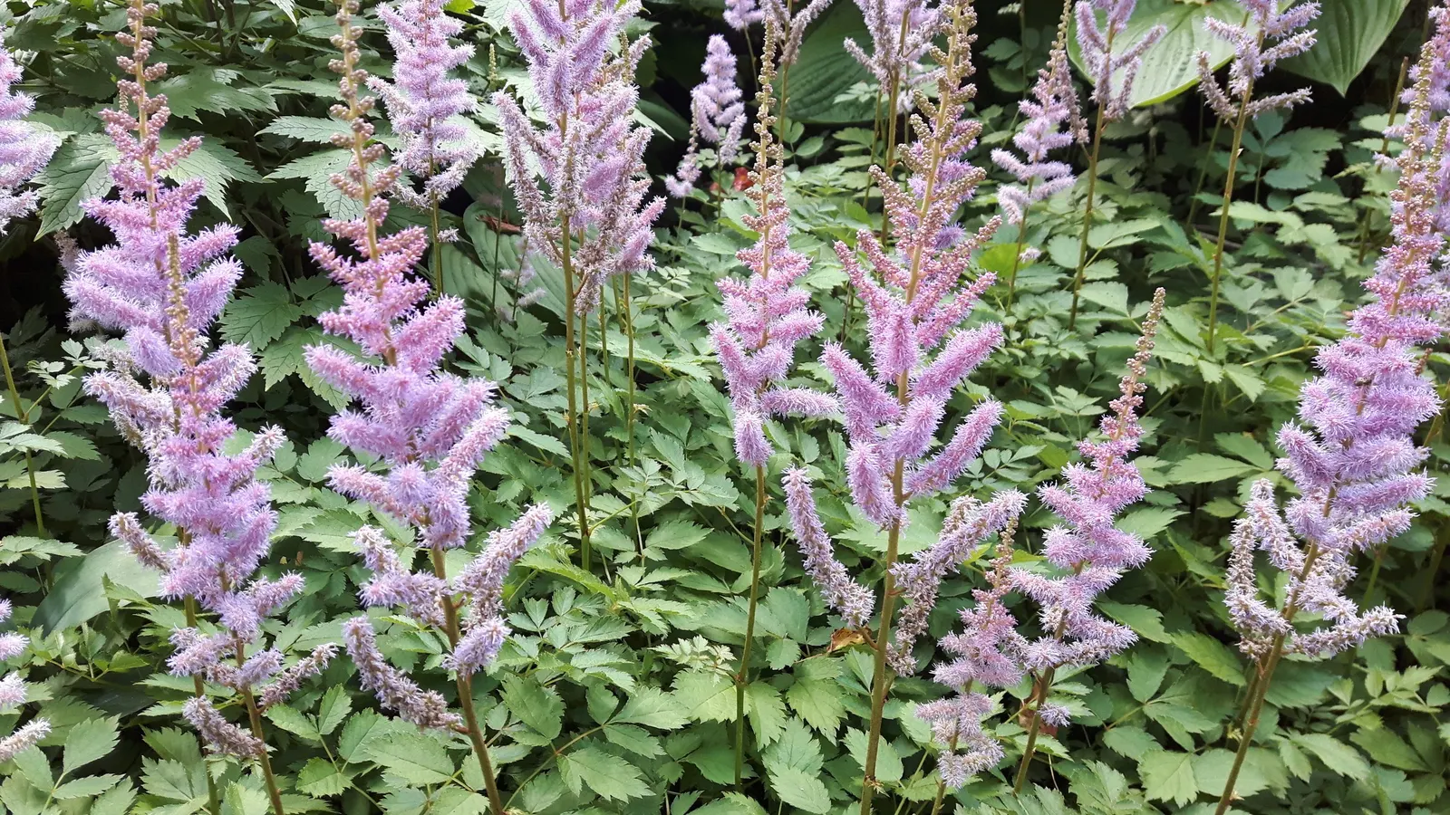 Chinese Astilbe (Astilbe Chinensis 'Pumila') — This dwarf variety thrives in partial to full shade and moist, well-drained soil; it is recommended to deadhead
