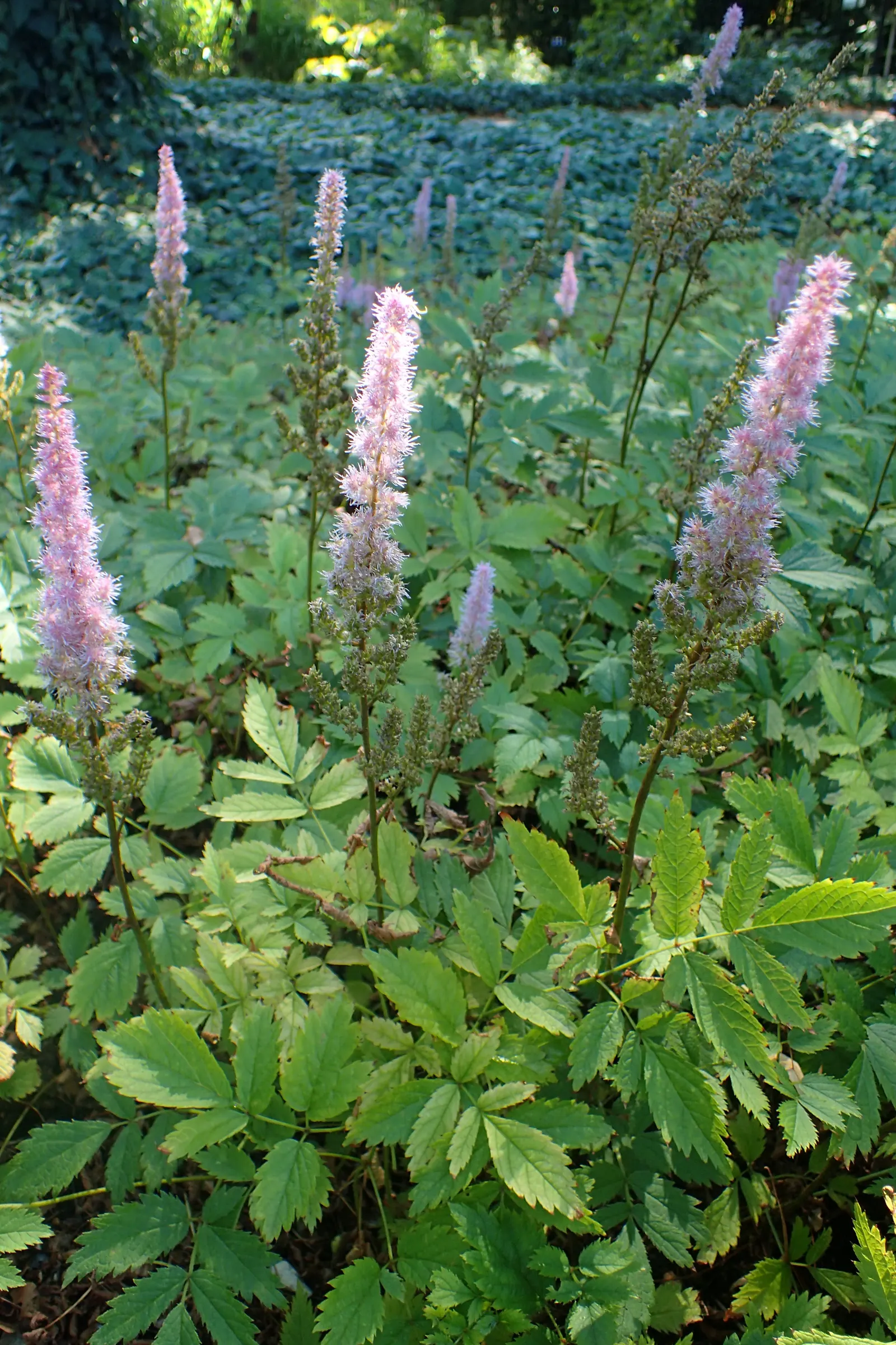 Chinese Astilbe (Astilbe Chinensis 'Pumila') — This Astilbe variety has a moderate growth rate and requires consistently moist soil