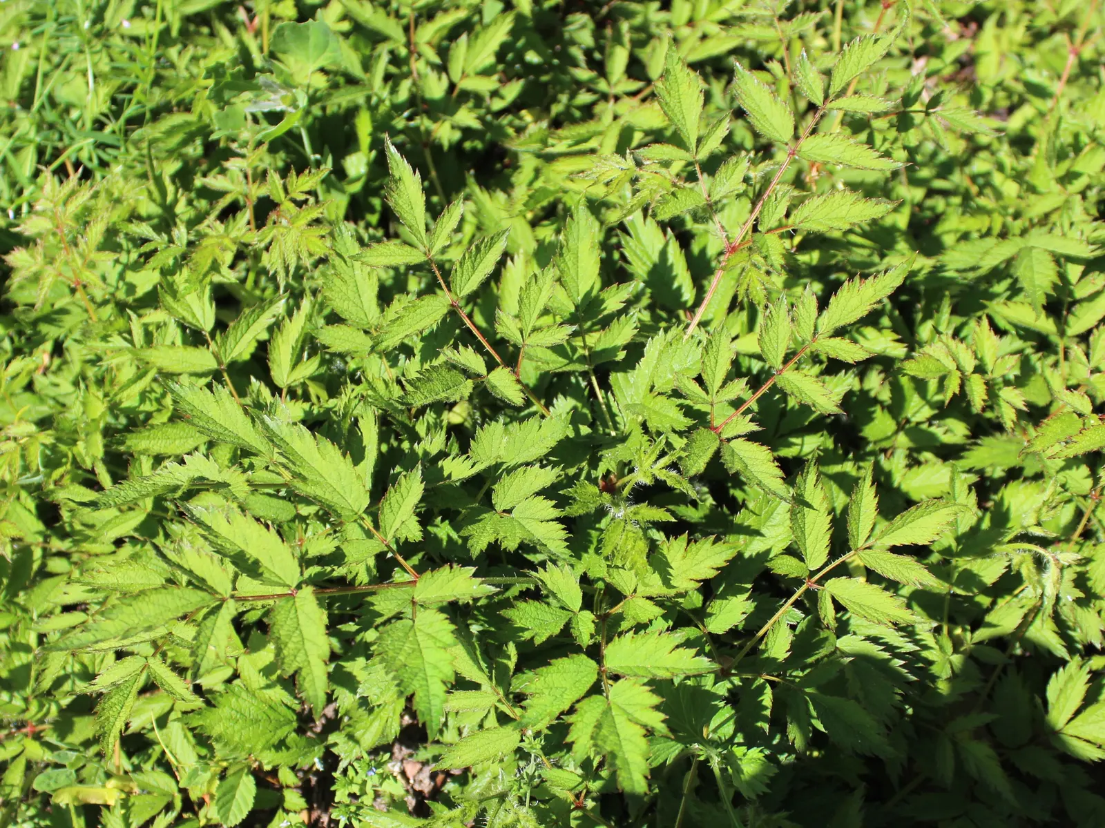 Chinese Astilbe (Astilbe Chinensis 'Pumila') — Ideal for borders or as ground cover, 'Pumila' attracts pollinators and resists deer