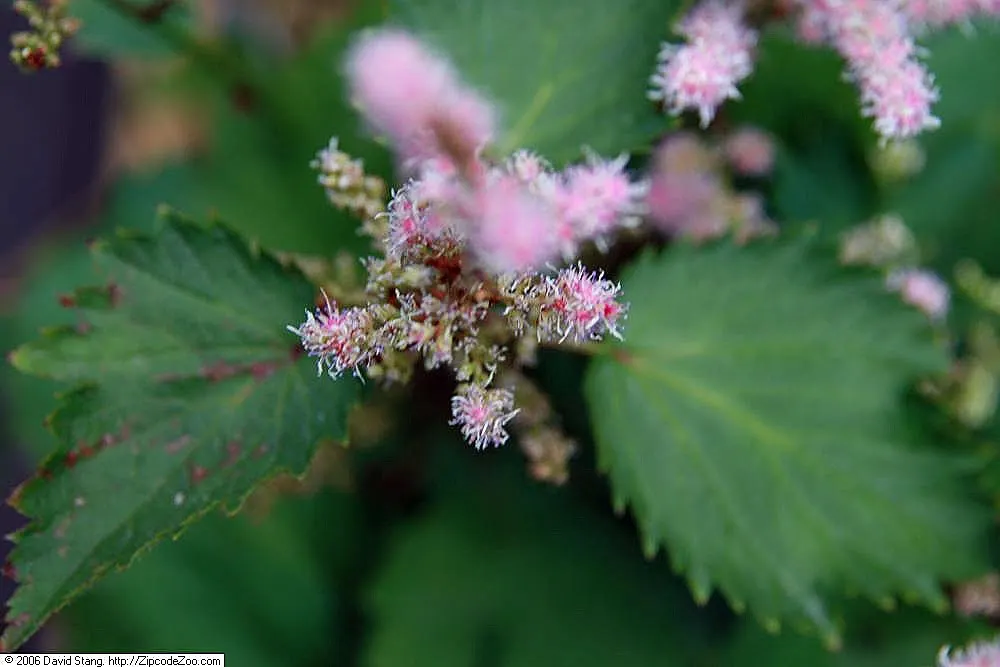 Chinese Astilbe (Astilbe Chinensis 'Pumila') — These floriferous displays are held above the lacy