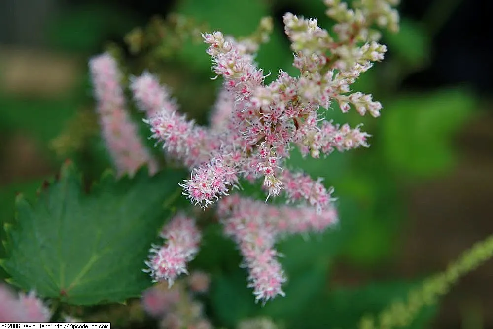Chinese Astilbe (Astilbe Chinensis 'Pumila') — deep green coloration throughout the growing season