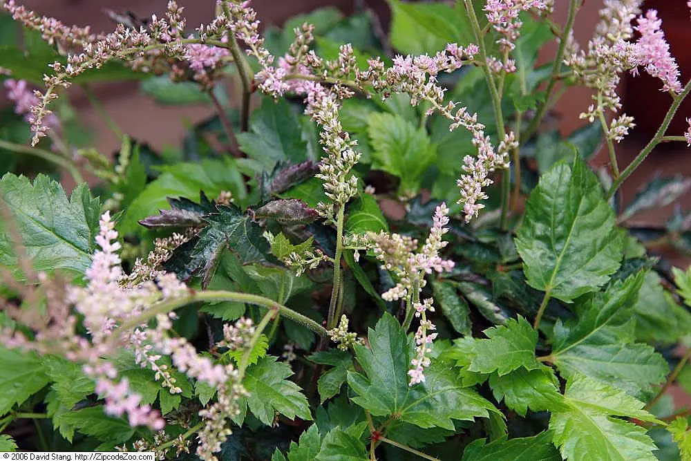 Chinese Astilbe (Astilbe Chinensis 'Pumila') — it is recommended to deadhead spent flowers and to divide the clumps every 3 to 4 years