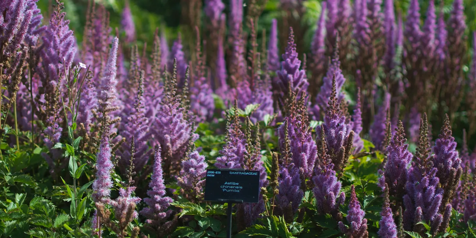 Chinese Astilbe (Astilbe Chinensis 'Pumila') — reaching 8-12 inches high