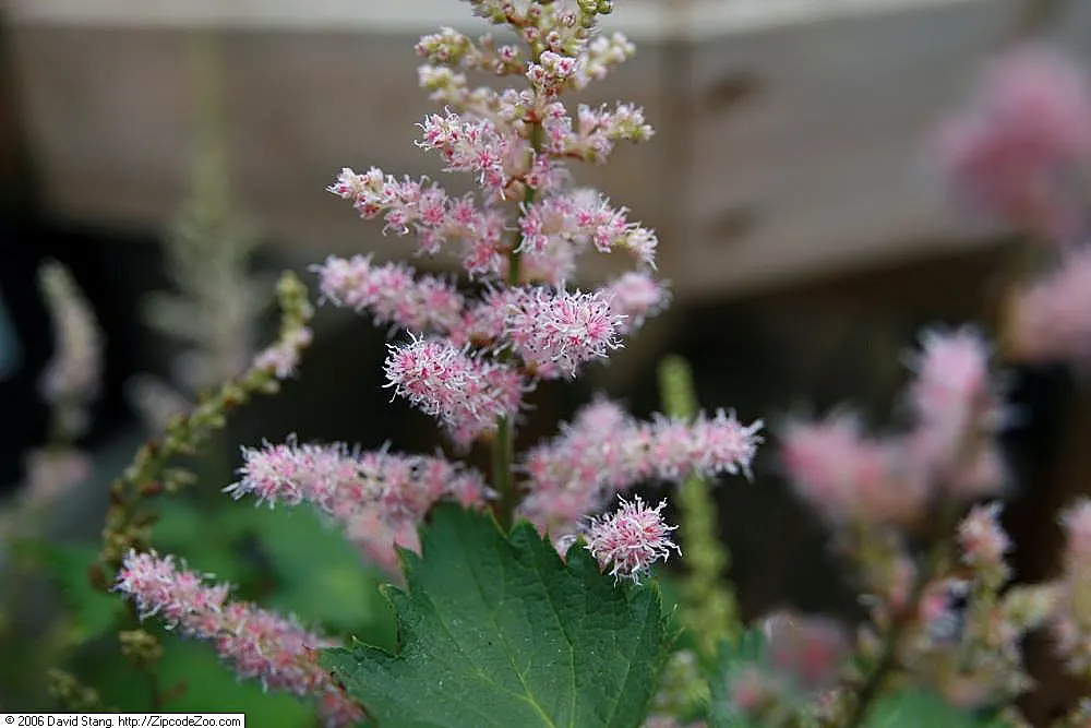 Chinese Astilbe (Astilbe Chinensis 'Pumila') — making it an excellent selection for those challenging shadowy areas of the landscape