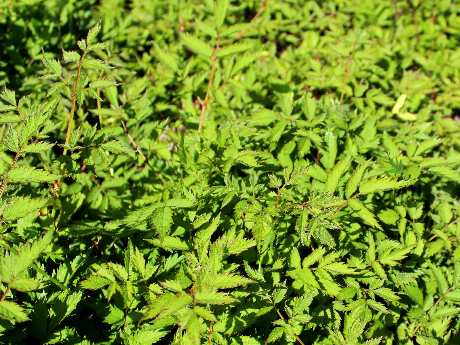 Chinese Astilbe (Astilbe Chinensis 'Pumila') — which bloom profusely in the late summer