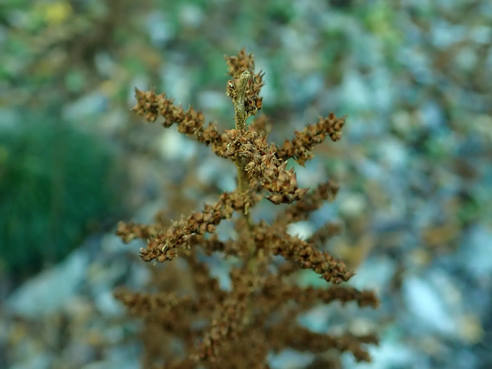Chinese Astilbe (Astilbe Chinensis 'Pumila') — Hardy in zones 4-8, it combines well with ferns and hostas; this Astilbe variety has a moderate growth rate and