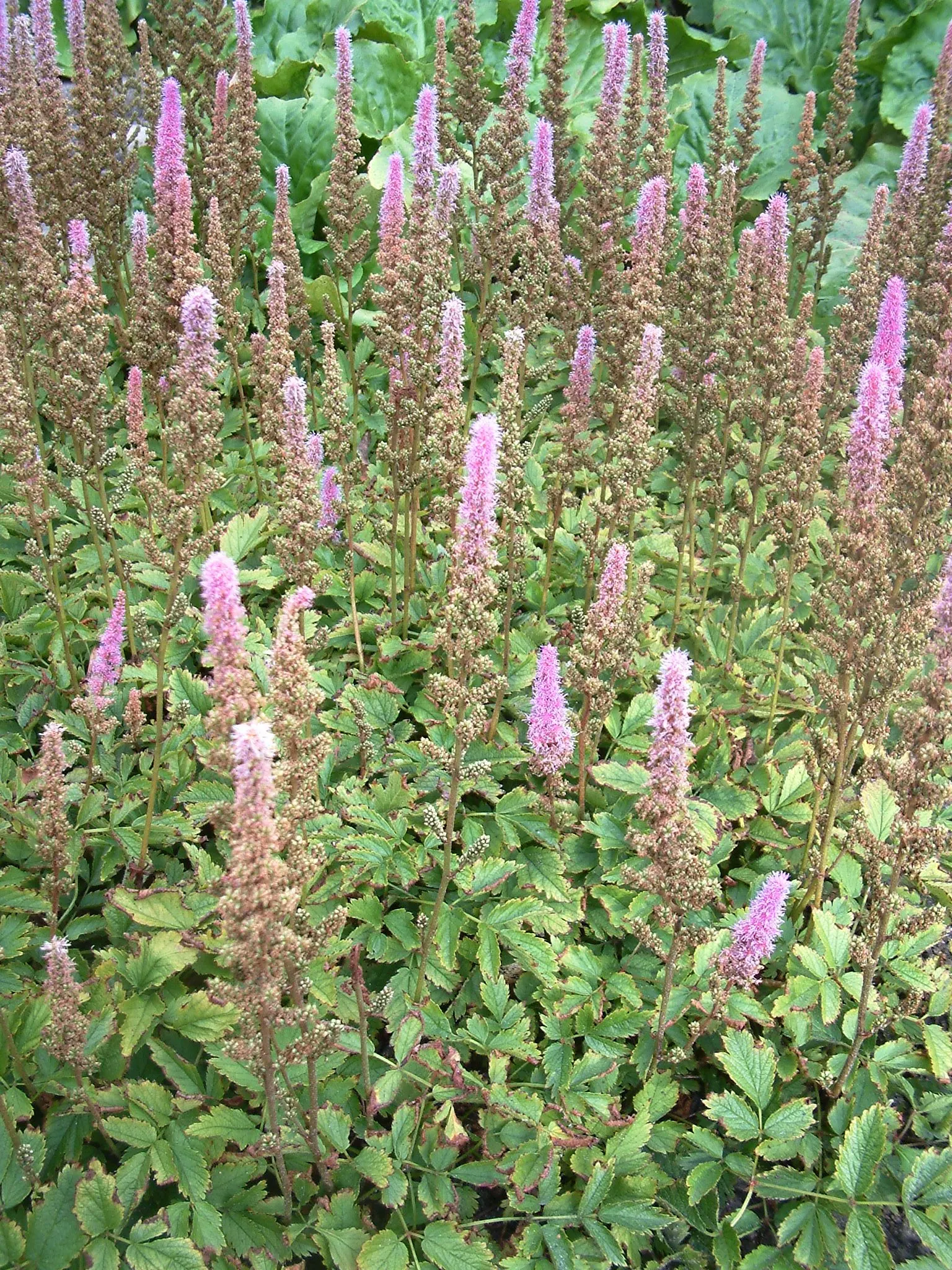 Chinese Astilbe (Astilbe Chinensis 'Pumila') — This dwarf variety thrives in partial to full shade and moist, well-drained soil
