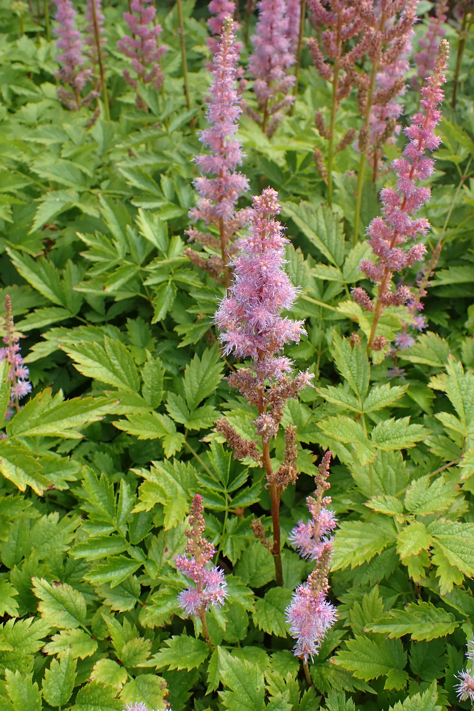 Chinese Astilbe (Astilbe Chinensis 'Pumila') — dwarf herbaceous perennial that serves as an exemplary ground cover or edging plant in a garden design