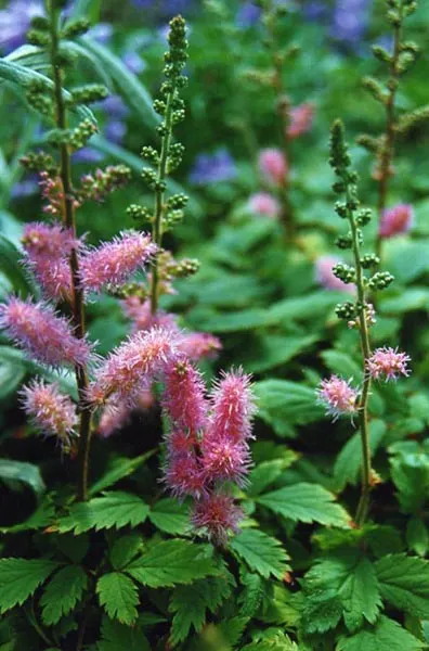 Chinese Astilbe (Astilbe Chinensis 'Pumila') — perennial for full or half