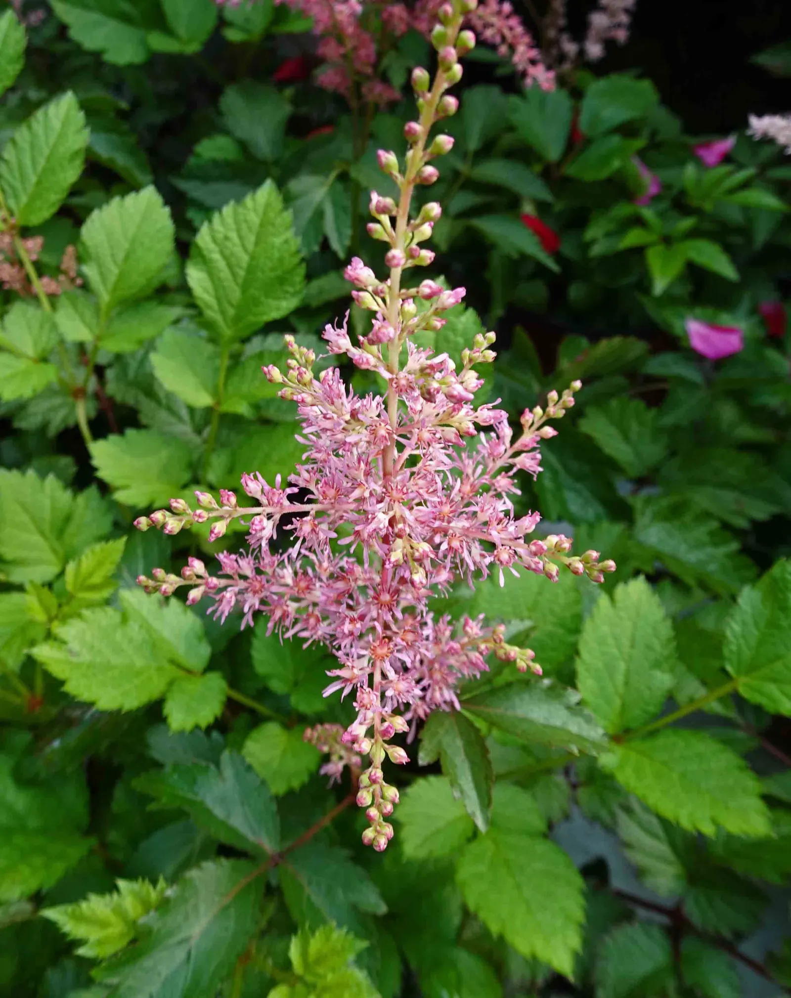 Chinese Astilbe (Astilbe Chinensis 'Pumila') — With a compact growth habit
