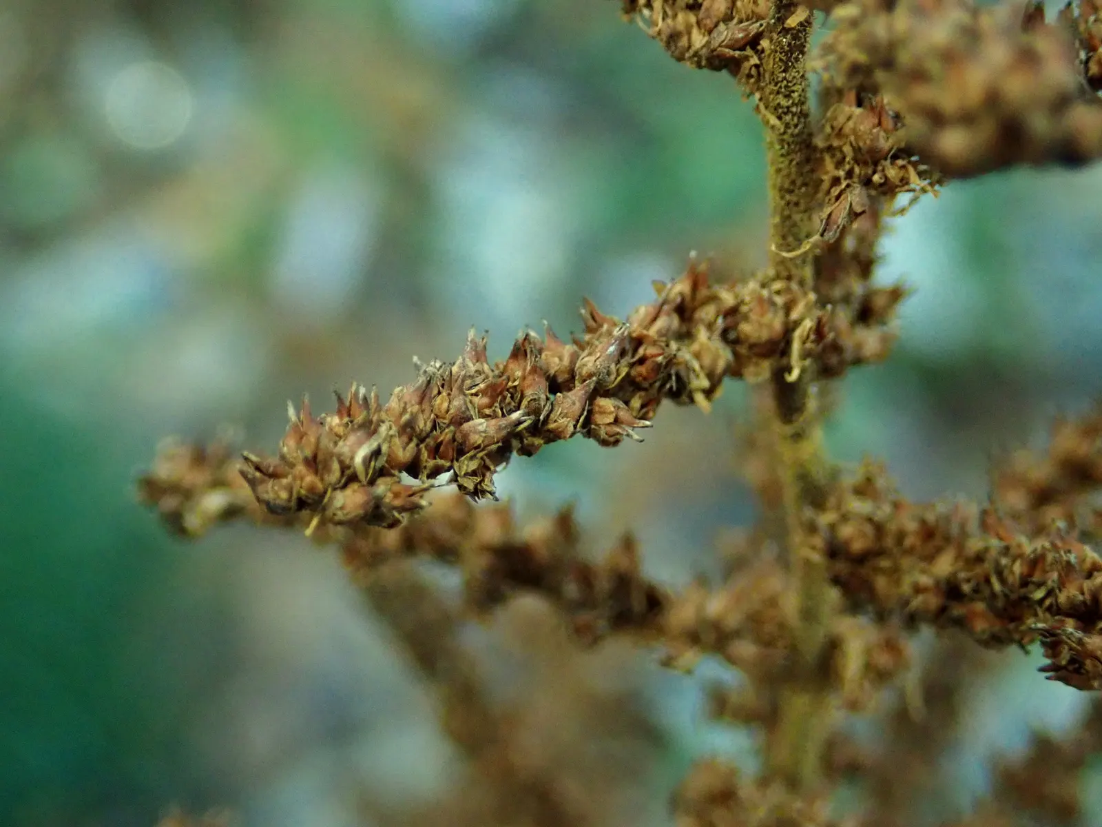 Chinese Astilbe (Astilbe Chinensis 'Pumila') — With a compact growth habit; deep green coloration throughout the growing season