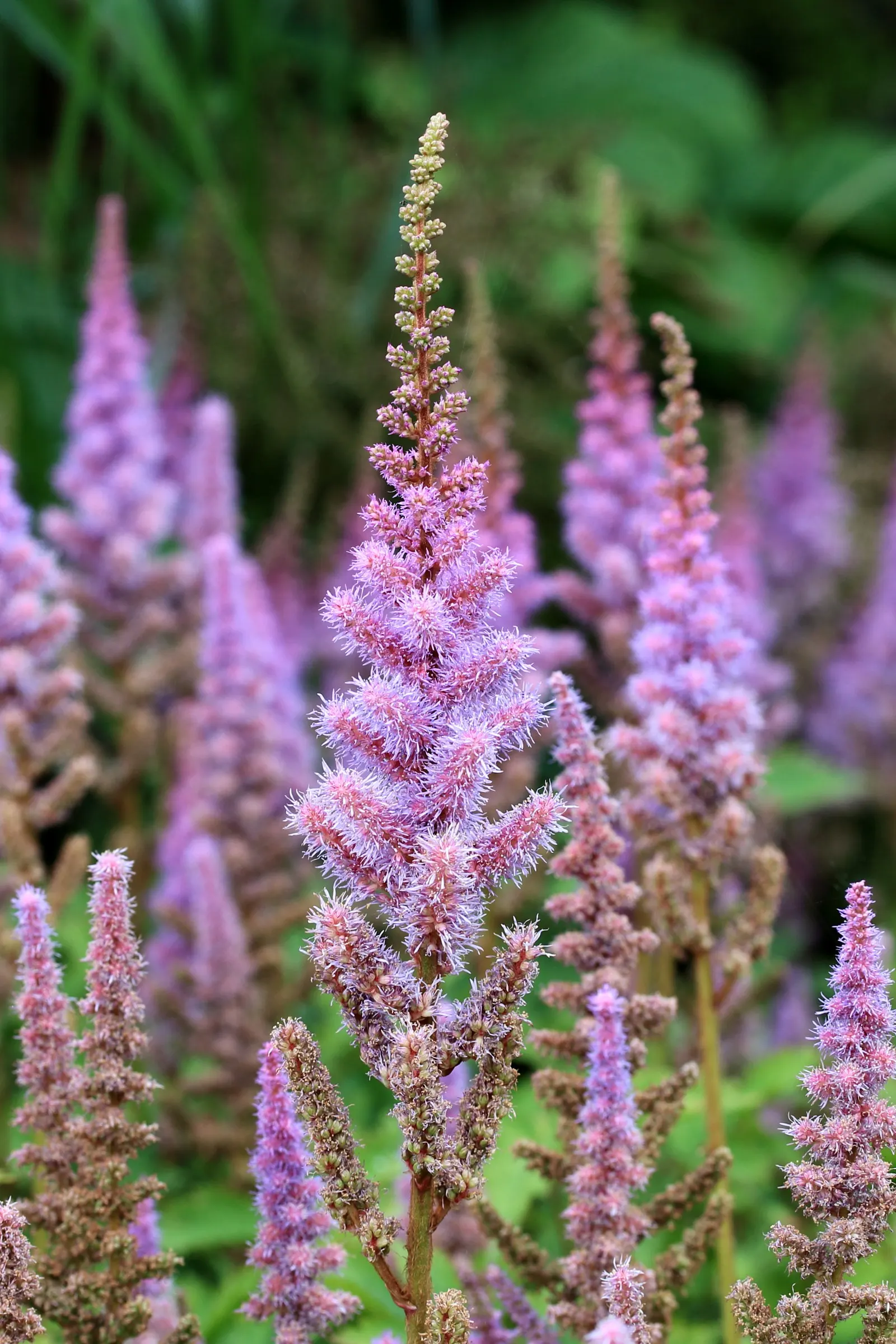 Chinese Astilbe (Astilbe Chinensis 'Pumila') — dwarf herbaceous perennial that serves as an exemplary ground cover or edging plant in a garden design; commonly