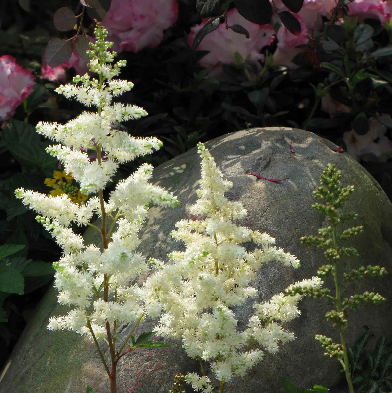 Chinese Astilbe (Astilbe Chinensis 'Pumila') — typically around July to August