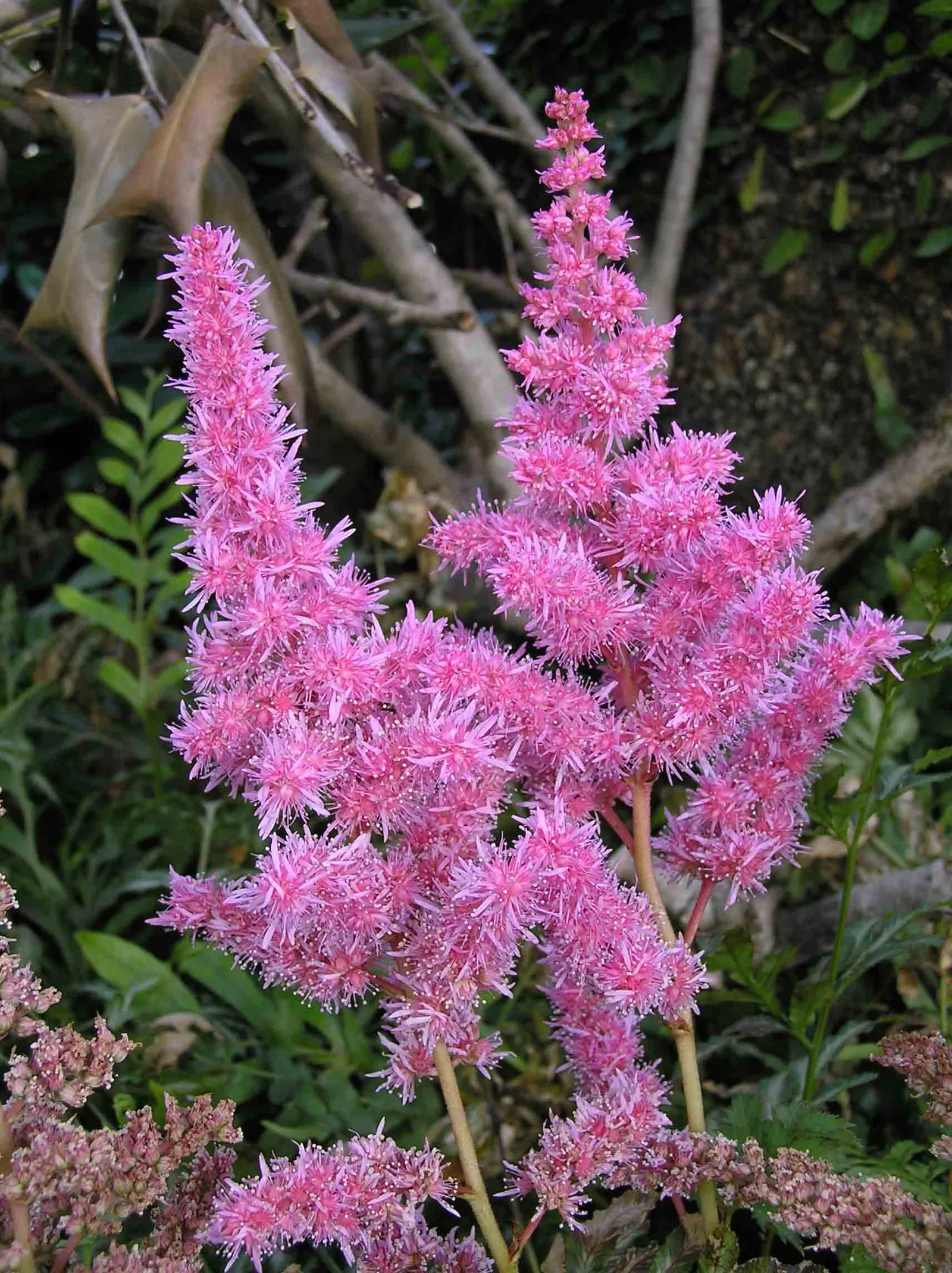 Chinese Astilbe (Astilbe Chinensis 'Pumila') — fern-like foliage that maintains a rich