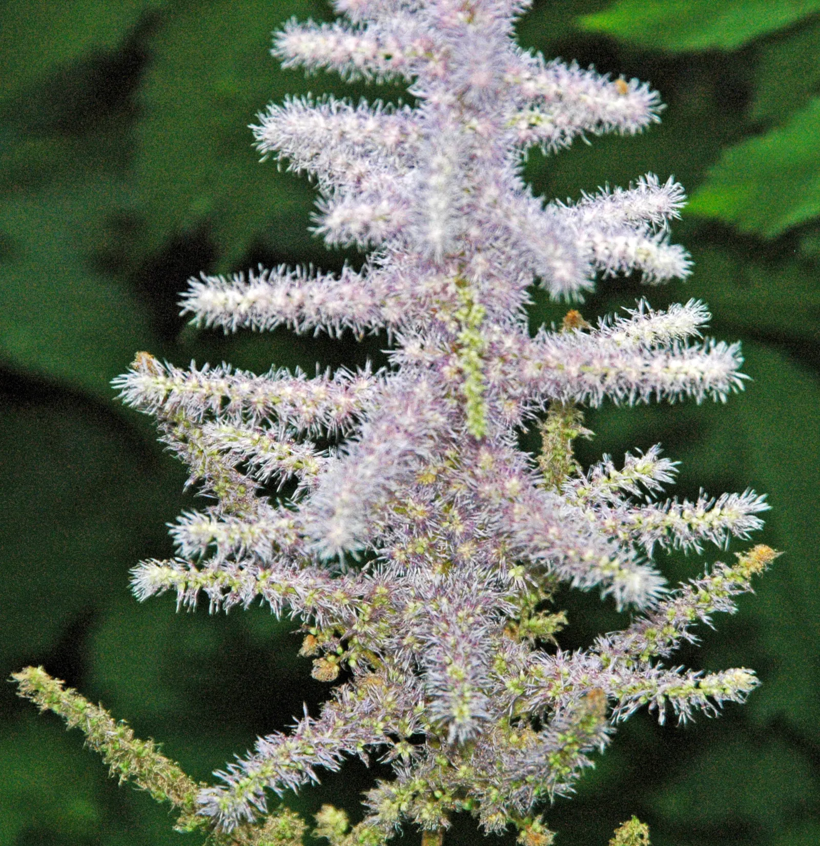 Chinese Astilbe (Astilbe Chinensis 'Pumila') — reaching 8-12 inches high; typically around July to August
