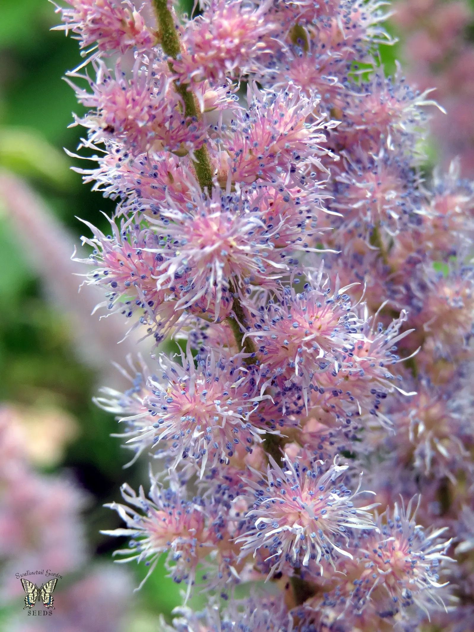 Chinese Astilbe (Astilbe Chinensis 'Pumila') — but to enhance its visual appeal and promote healthy growth