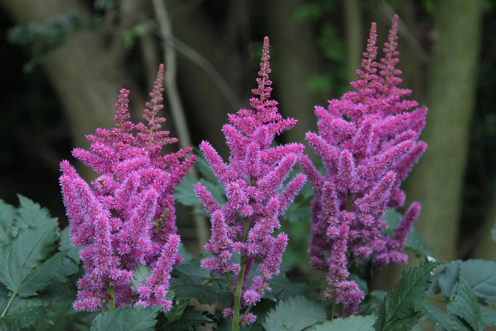 Chinese Astilbe (Astilbe Chinensis 'Pumila') — commonly recognized as Chinese Astilbe; perennial for full or half