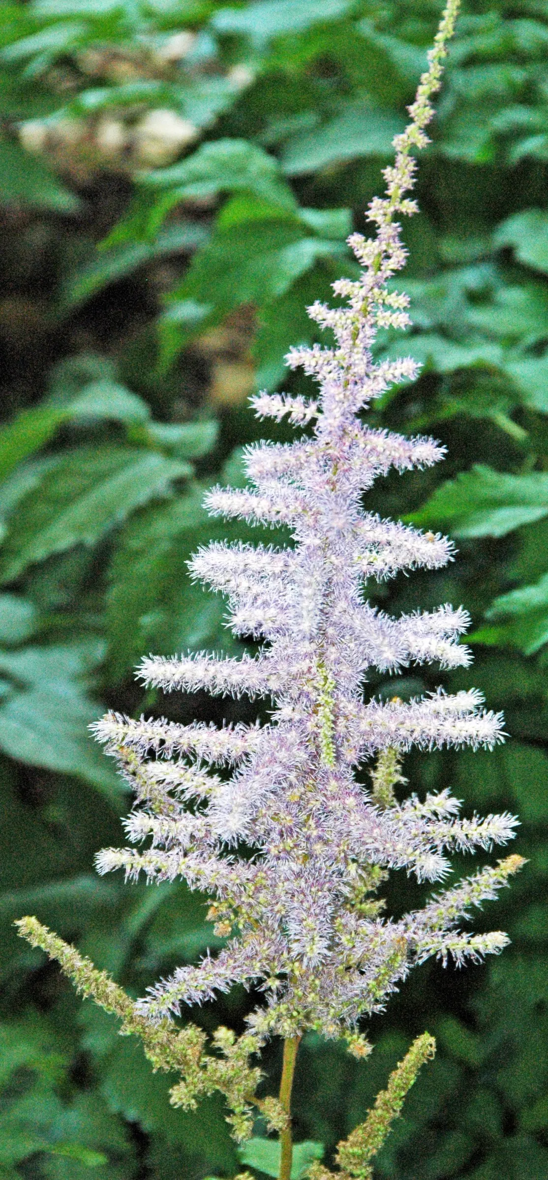 Chinese Astilbe (Astilbe Chinensis 'Pumila') — perennial with lavender and pink blooms