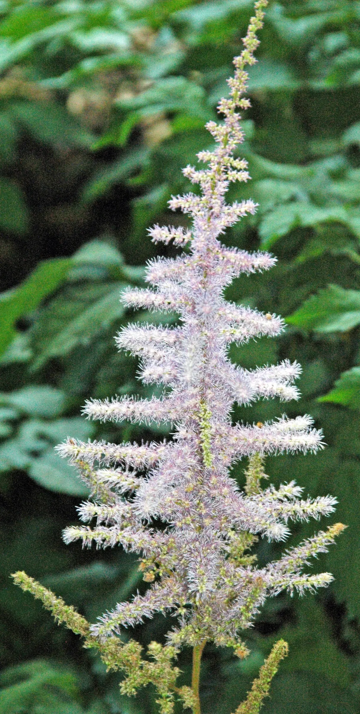 Chinese Astilbe (Astilbe Chinensis 'Pumila') — Astilbe chinensis 'Pumila' is a compact perennial known for its vigorous growth and dense; its late-summer