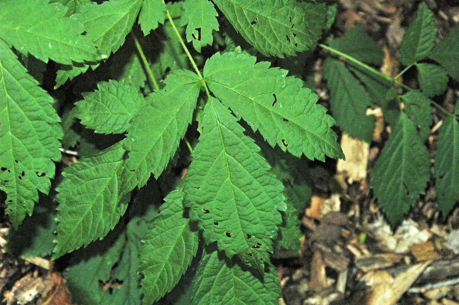 Chinese Astilbe (Astilbe Chinensis 'Pumila') — Its late-summer blooms add color when many others fade; reaching 8-12 inches high