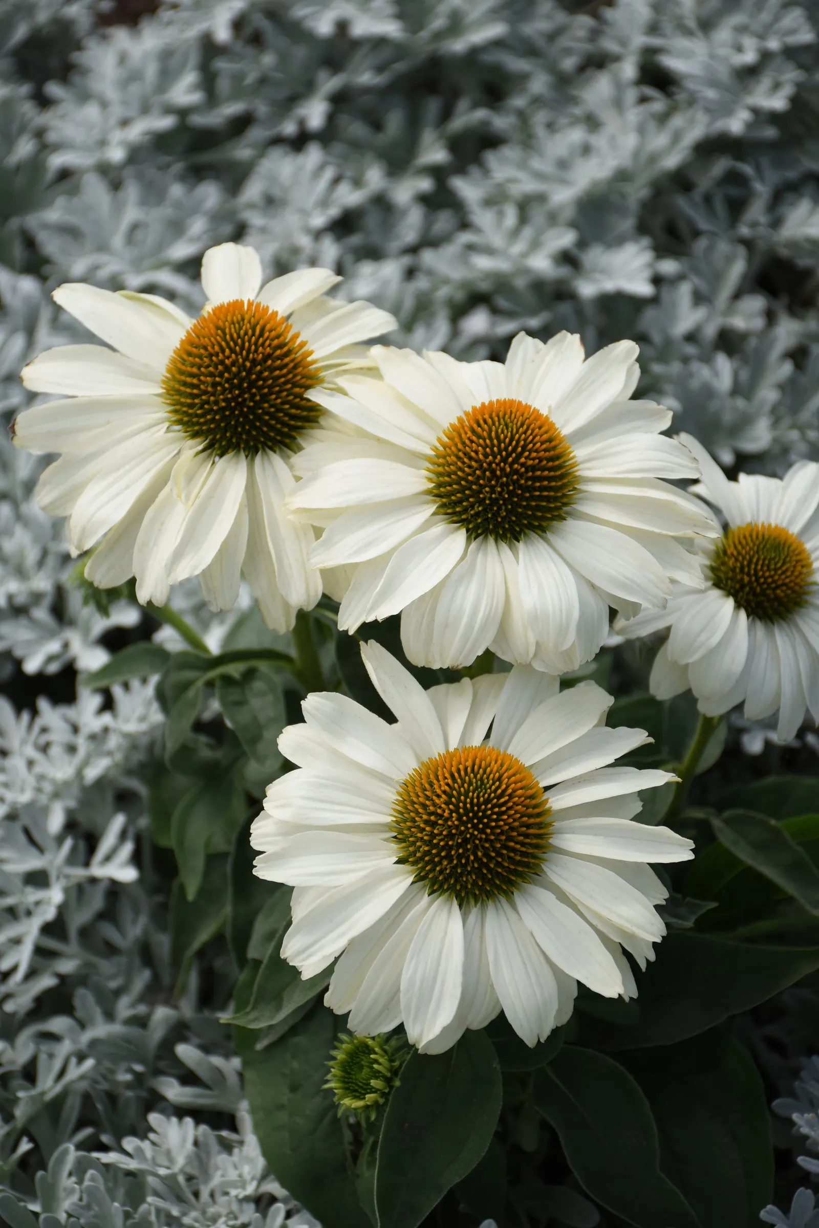 'The Price is White' Coneflower (Echinacea hybrid) — information and resources