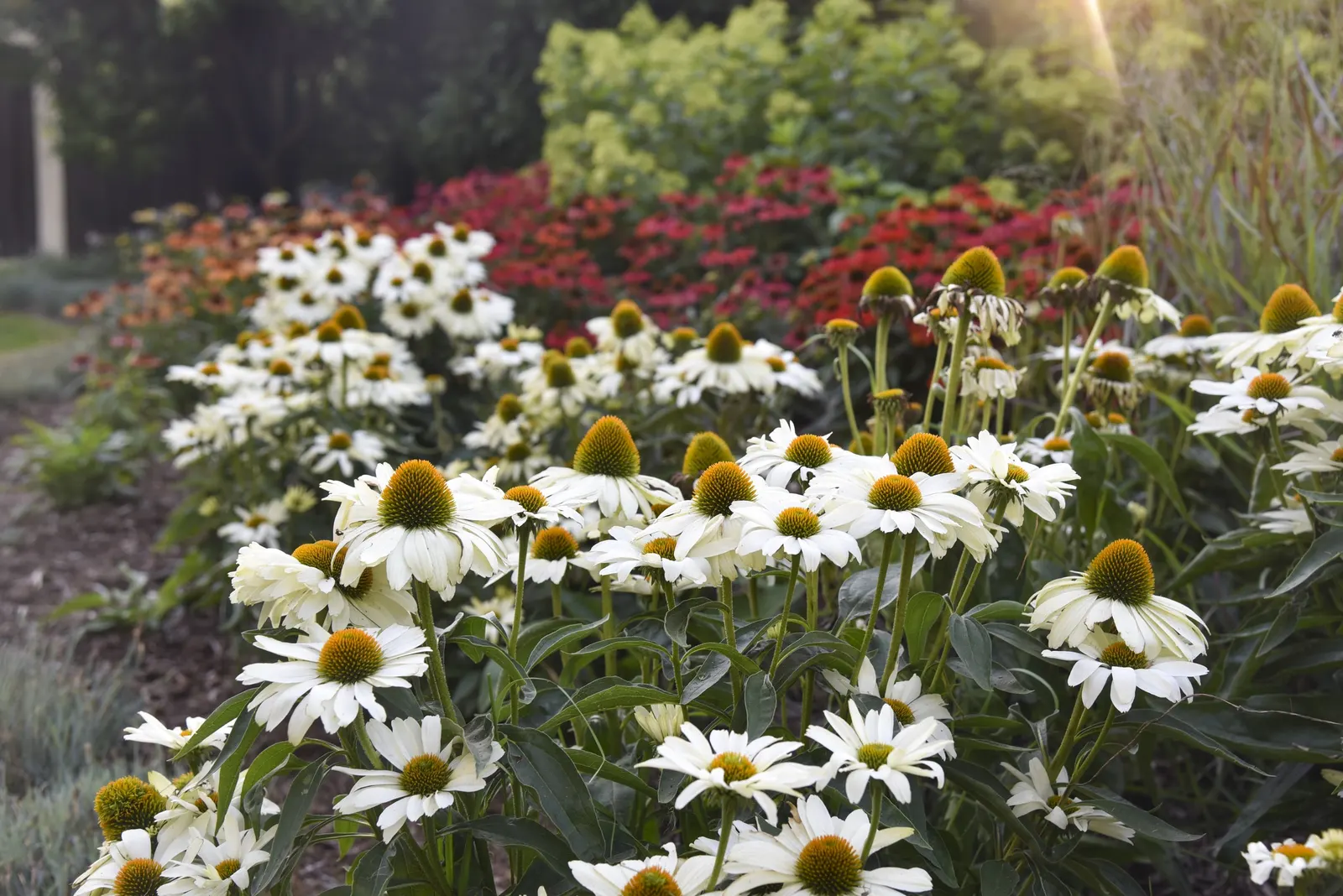 'The Price is White' Coneflower (Echinacea hybrid) — information and resources; grow in sunny and hot locations with well-drained soils