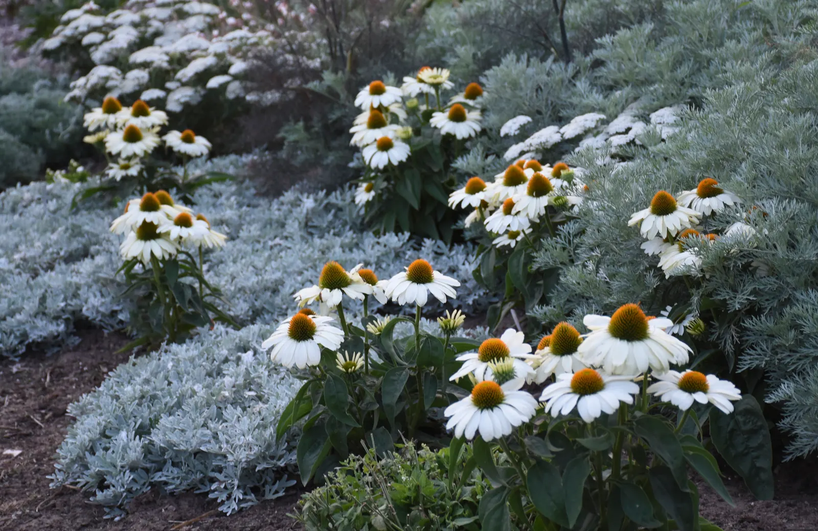 'The Price is White' Coneflower (Echinacea hybrid) — Drought tolerant once established