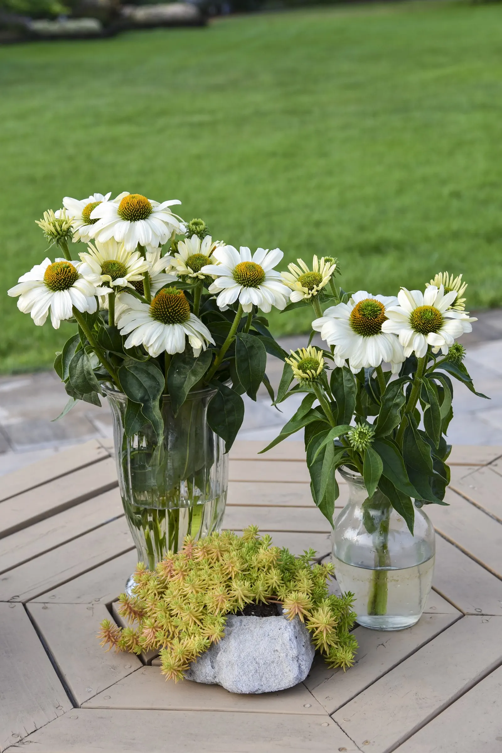 'The Price is White' Coneflower (Echinacea hybrid) — white flowers in the garden