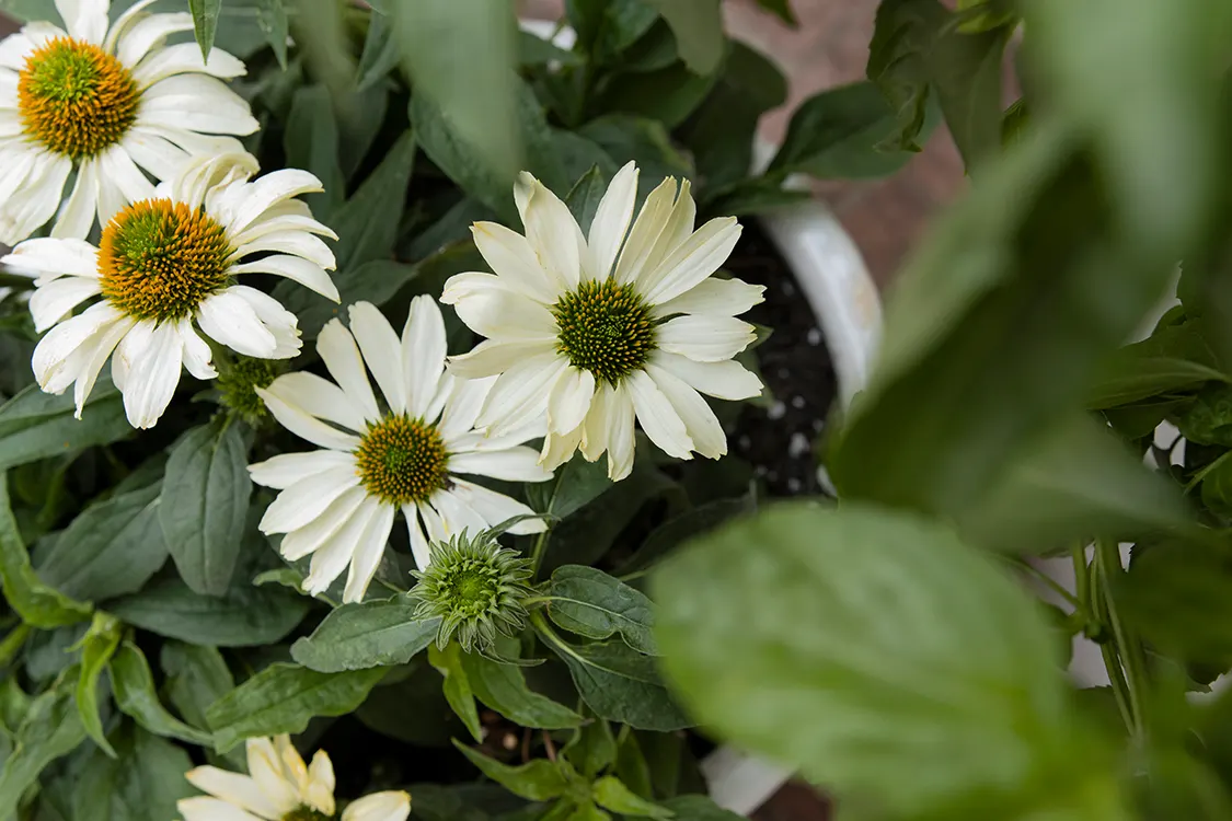 'The Price is White' Coneflower (Echinacea hybrid) — White flowers are produced above dark green foliage; grow in sunny and hot locations with well-drained