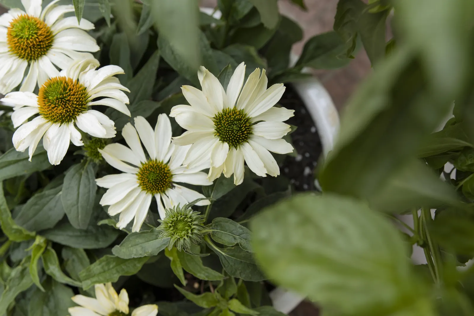 'The Price is White' Coneflower (Echinacea hybrid) — Grow in sunny and hot locations with well-drained soils, image 11