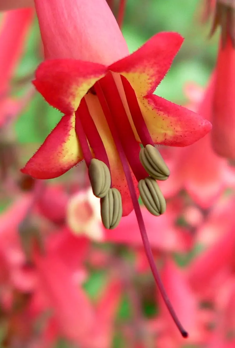 Cape Fuchsia (Phygelius Capensis) — perennial with orange and red blooms; the plant thrives in USDA Hardiness Zones 7 through 10, appreciating full sun to
