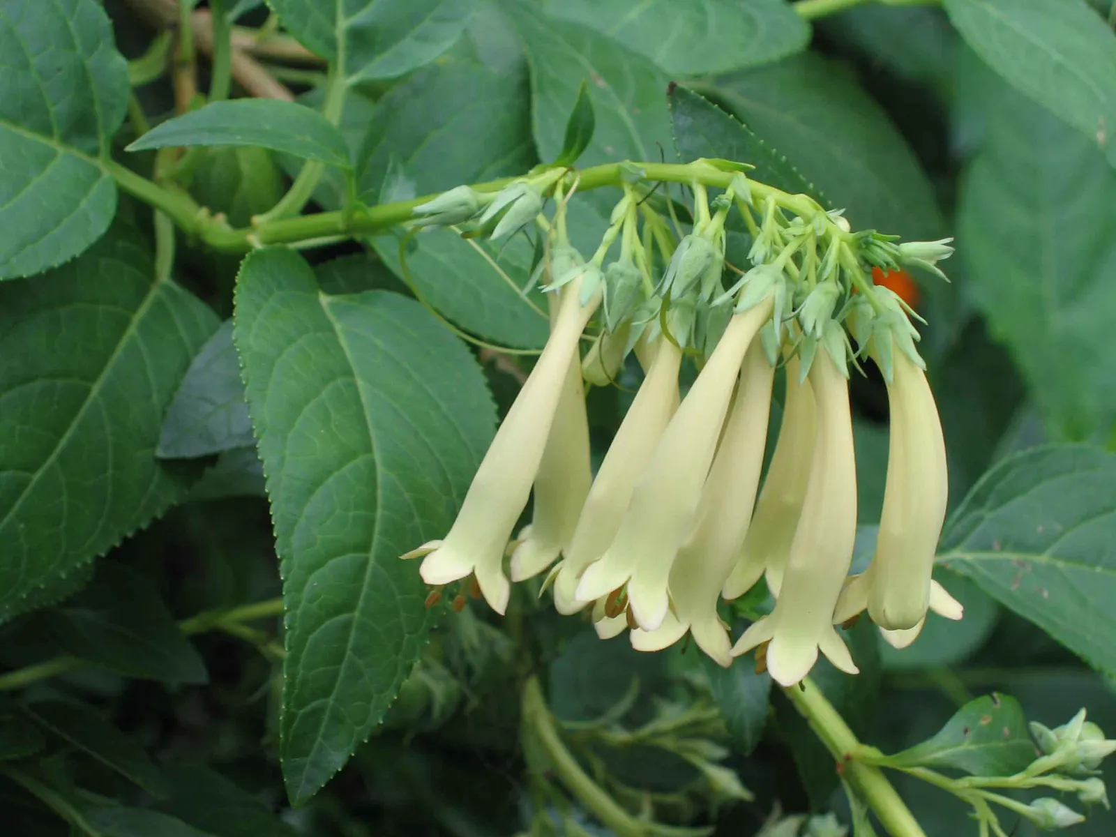 Cape Fuchsia (Phygelius Capensis) — orange and red flowers in the garden