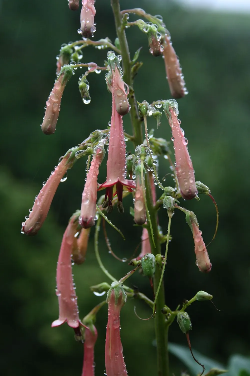 Cape Fuchsia (Phygelius Capensis) — perennial for full or half; pruning in late winter can help maintain a robust, tidy form and promote vigorous spring growth