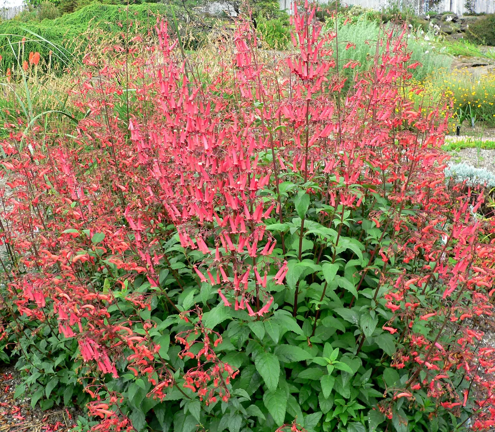 Cape Fuchsia (Phygelius Capensis) — Cape Fuchsia can reach a mature height of 3 to 4 feet and spread equally wide, image 38