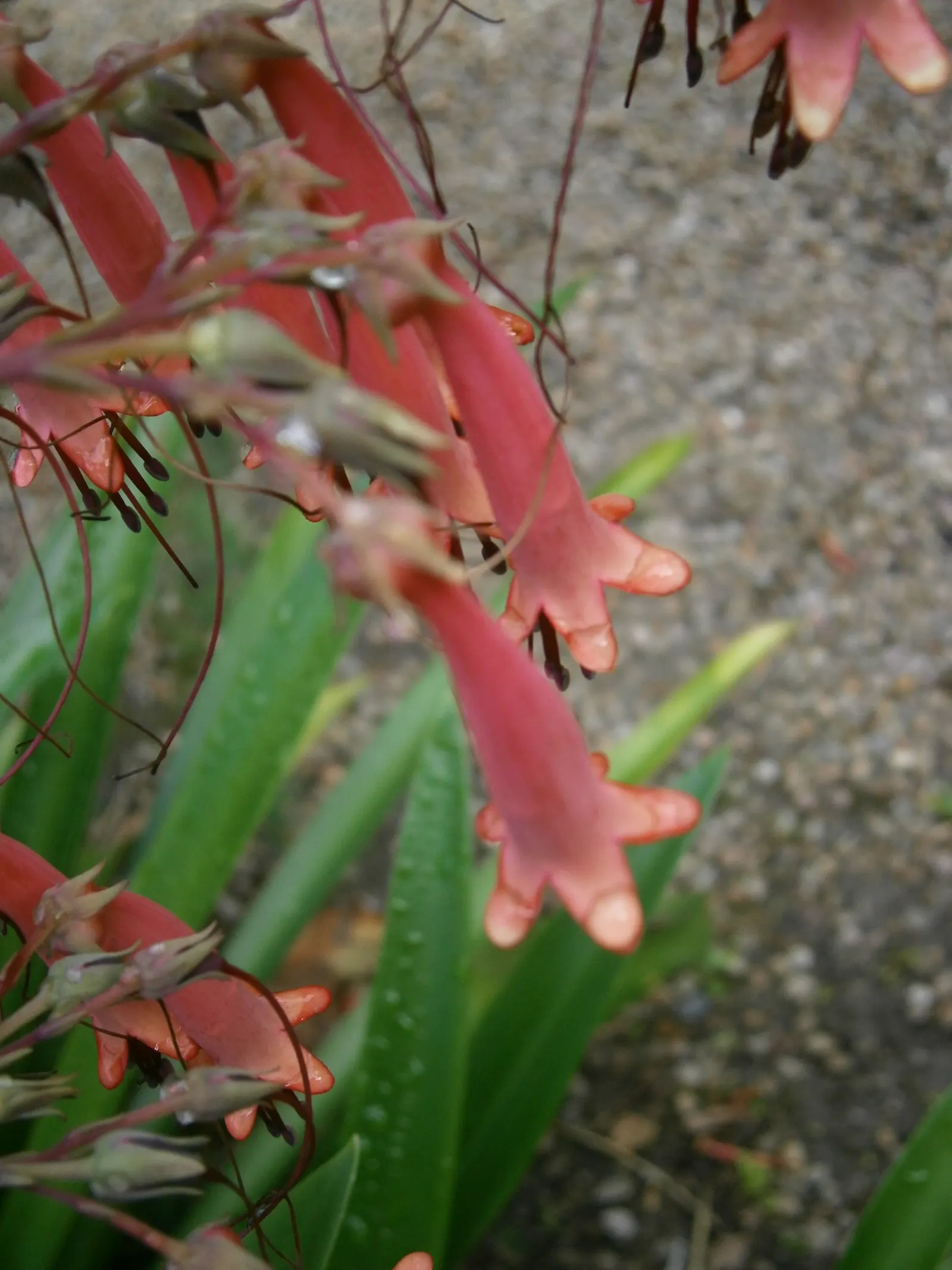 Cape Fuchsia (Phygelius Capensis) — While it's resilient to drought once established; although it's important to avoid waterlogged conditions