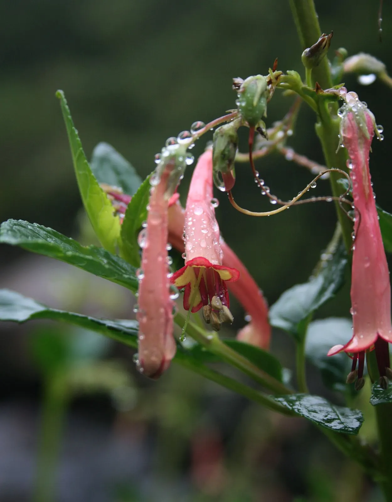 Cape Fuchsia (Phygelius Capensis) — typically 3 to 4 feet across