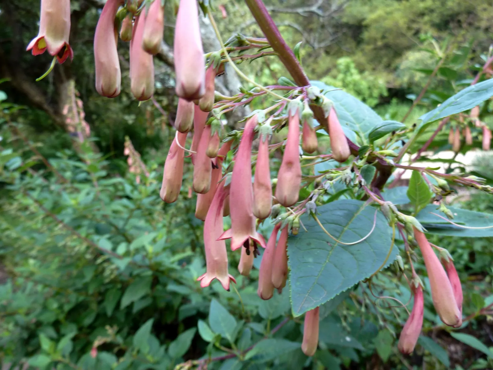 Cape Fuchsia (Phygelius Capensis) — Its long blooming season, from early summer to fall, invites hummingbirds; typically 3 to 4 feet across