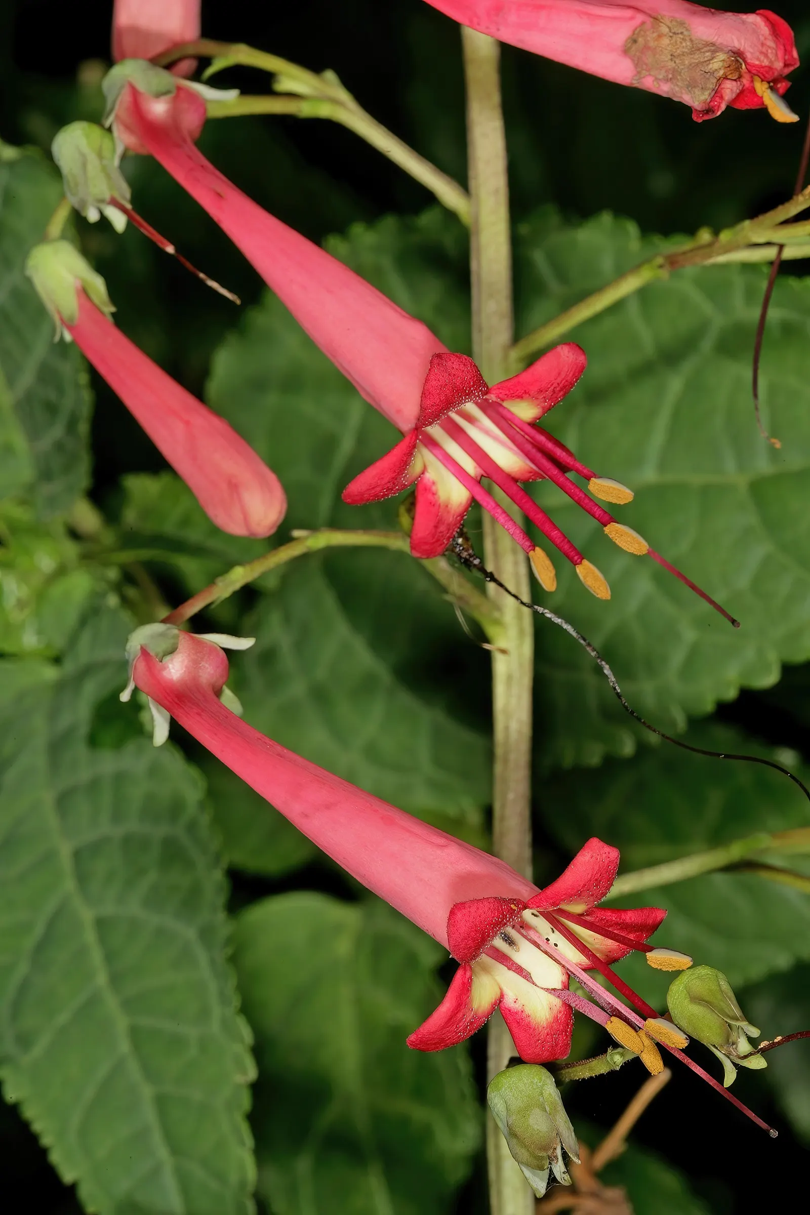 Cape Fuchsia (Phygelius Capensis) — it reaches about 3-4 feet in height and spread; perennial for full or half