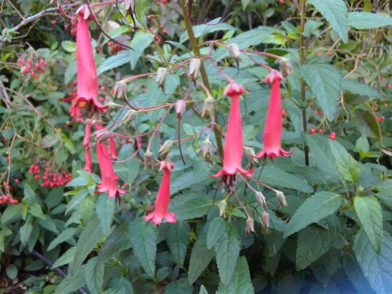 Cape Fuchsia (Phygelius Capensis) — Its cascading habit also makes it a prime candidate for elevated planters or slopes; which run the gamut from deep reds to