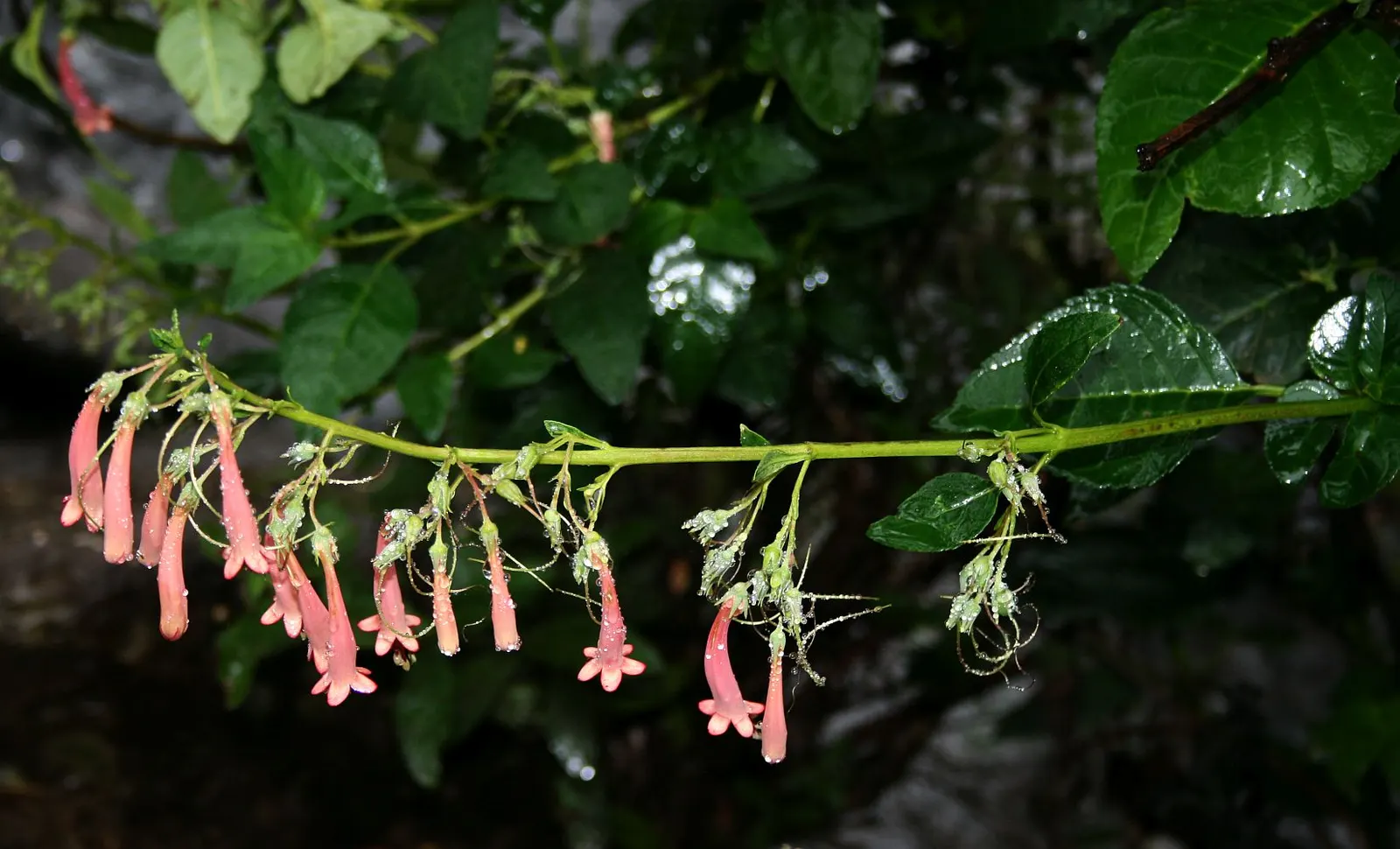 Cape Fuchsia (Phygelius Capensis) — consider its appeal to hummingbirds and other pollinators; orange and red flowers in the garden