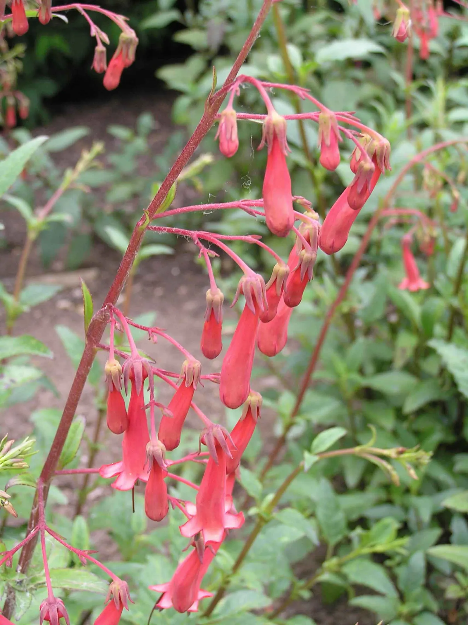 Cape Fuchsia (Phygelius Capensis) — Cape Fuchsia (Phygelius capensis); it reaches about 3-4 feet in height and spread