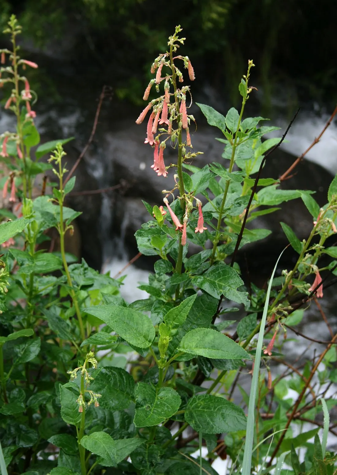 Cape Fuchsia (Phygelius Capensis) — Cape Fuchsia (Phygelius capensis); it reaches about 3-4 feet in height and spread, image 51