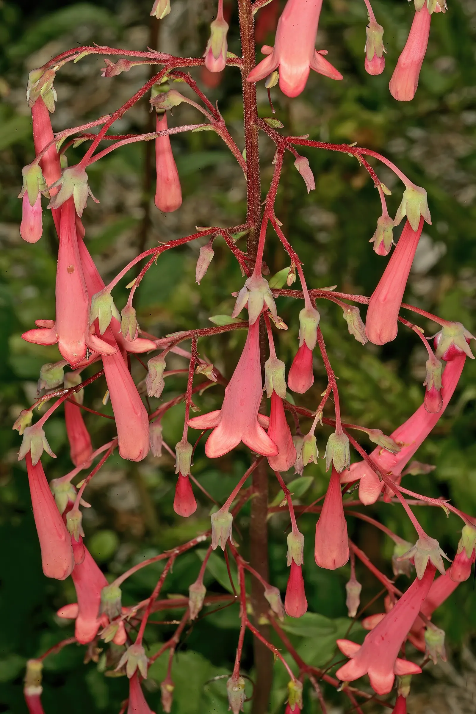 Cape Fuchsia (Phygelius Capensis) — perennial for full or half