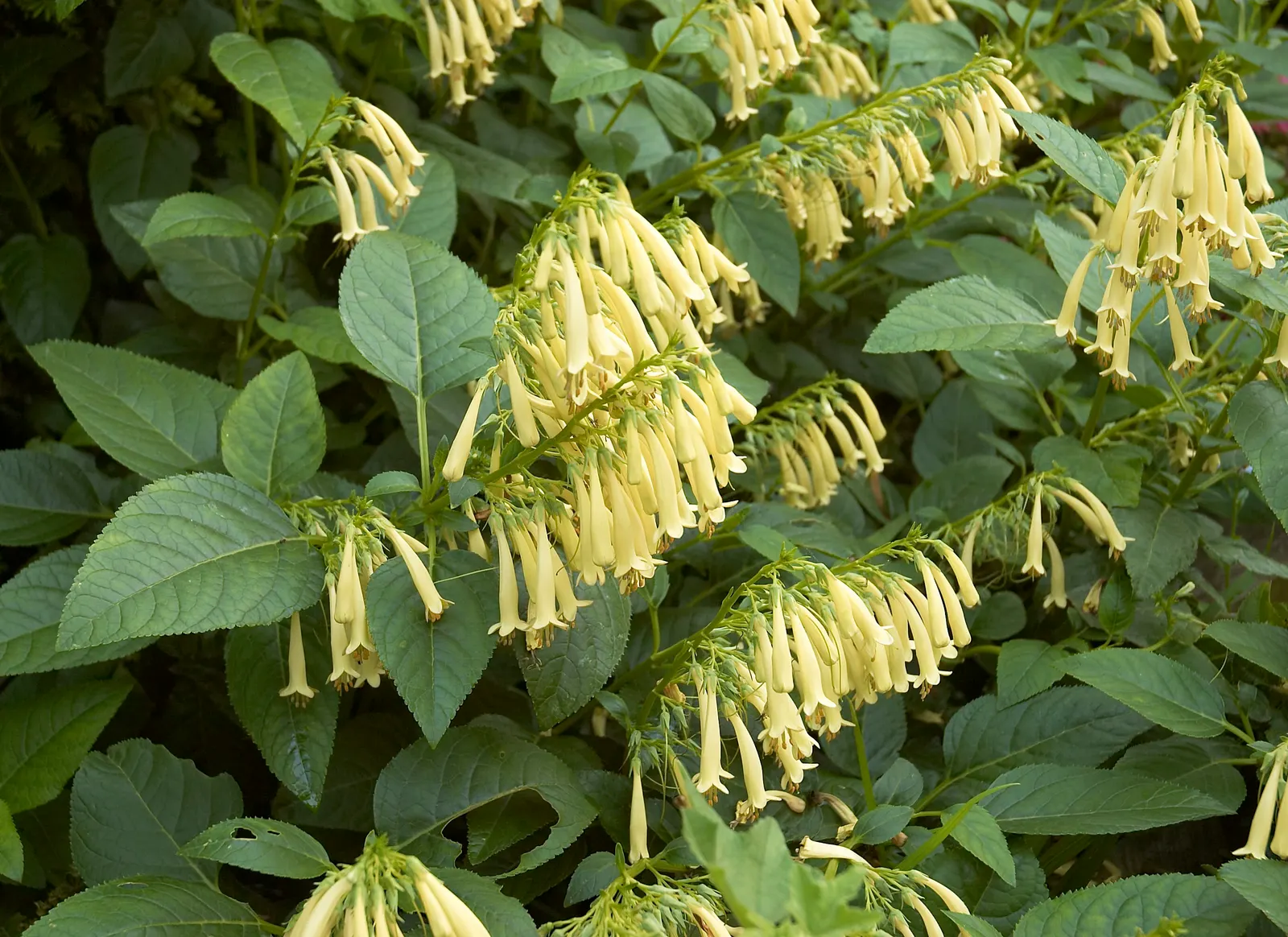 Cape Fuchsia (Phygelius Capensis) — which adds another layer of dynamic life to the garden; preferring full sun to partial shade