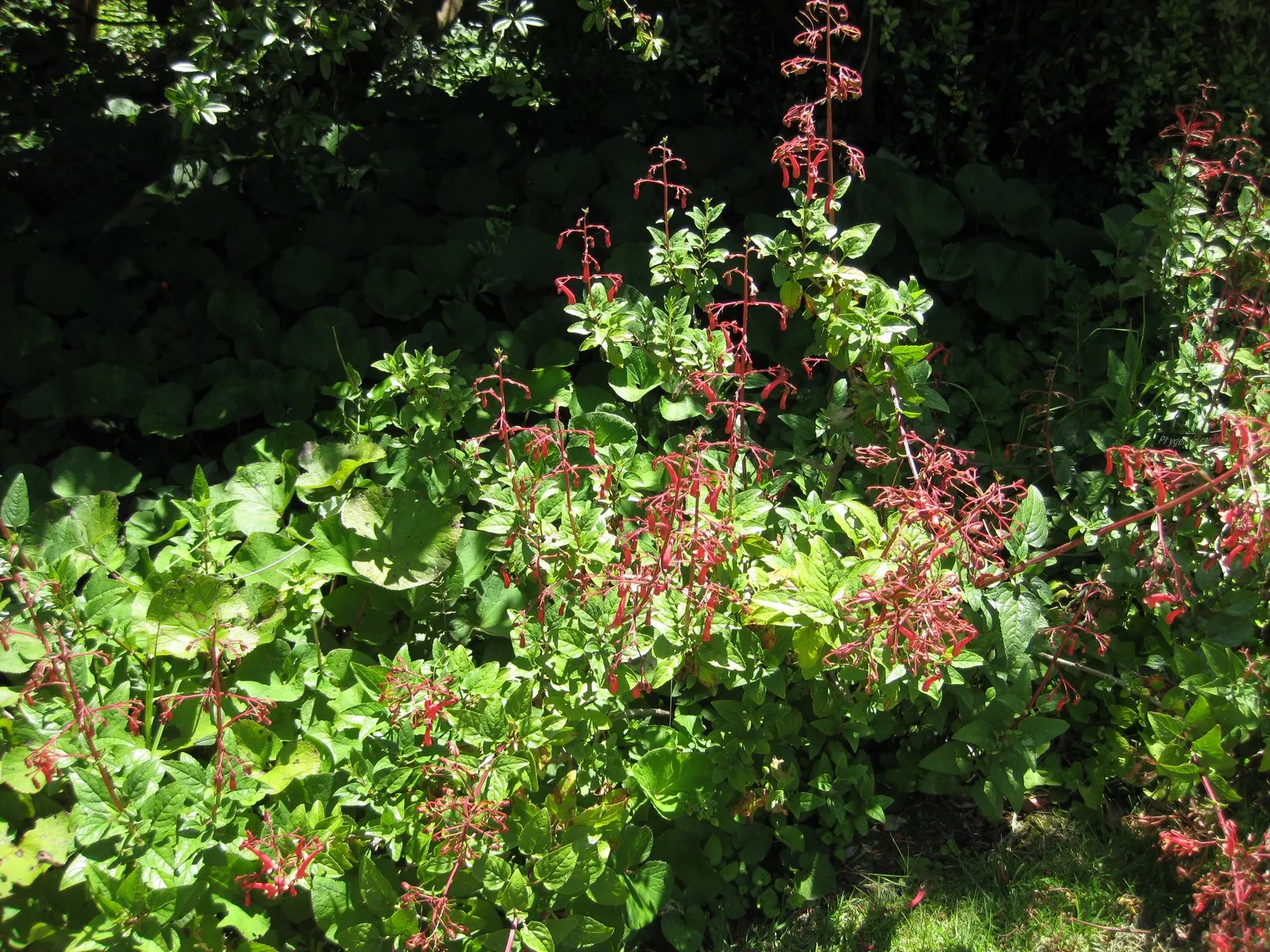 Cape Fuchsia (Phygelius Capensis) — preferring full sun to partial shade