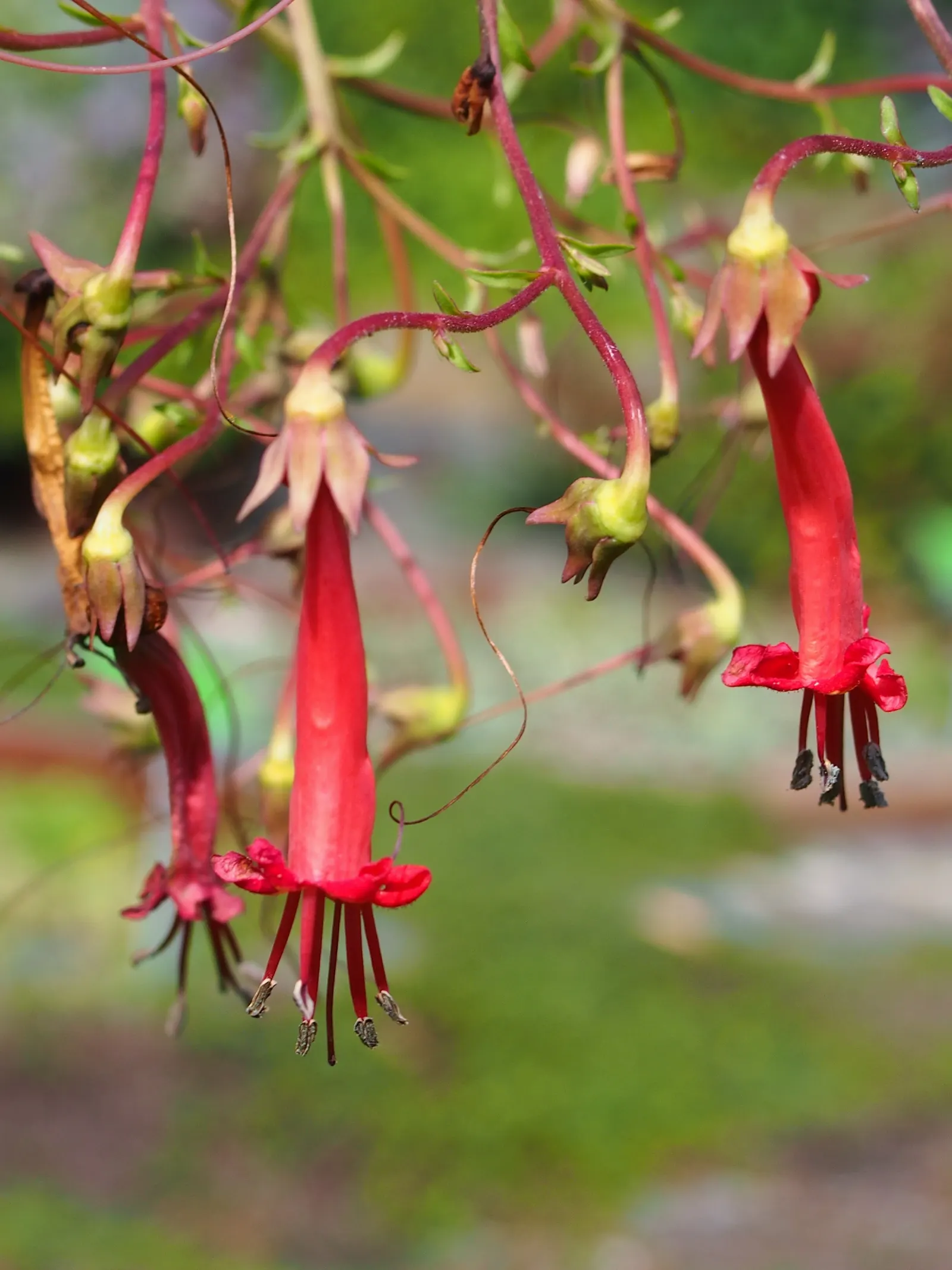 Cape Fuchsia (Phygelius Capensis) — where it can create a waterfall of color